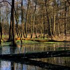 spring evening sun over the moor pond