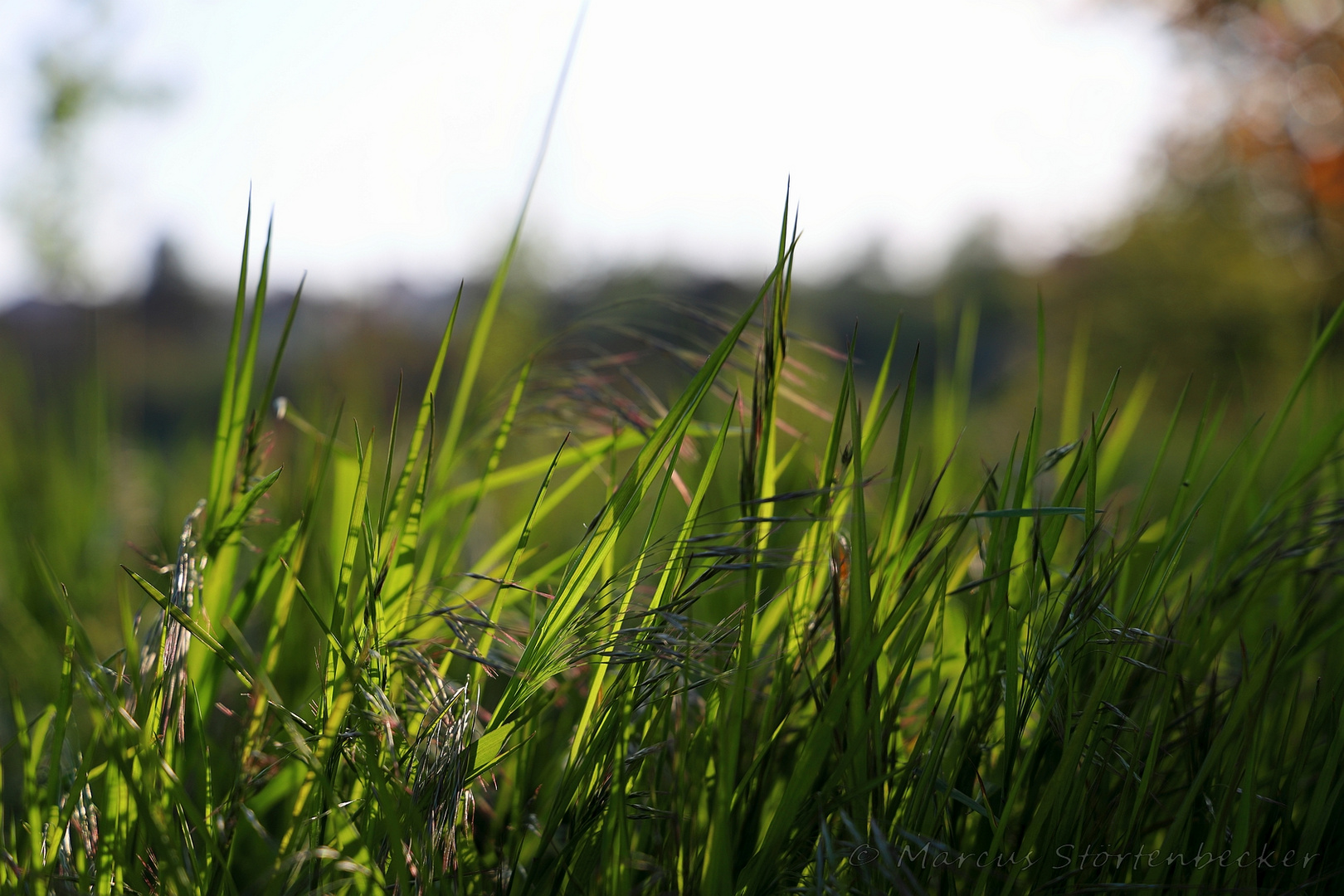 spring evenings