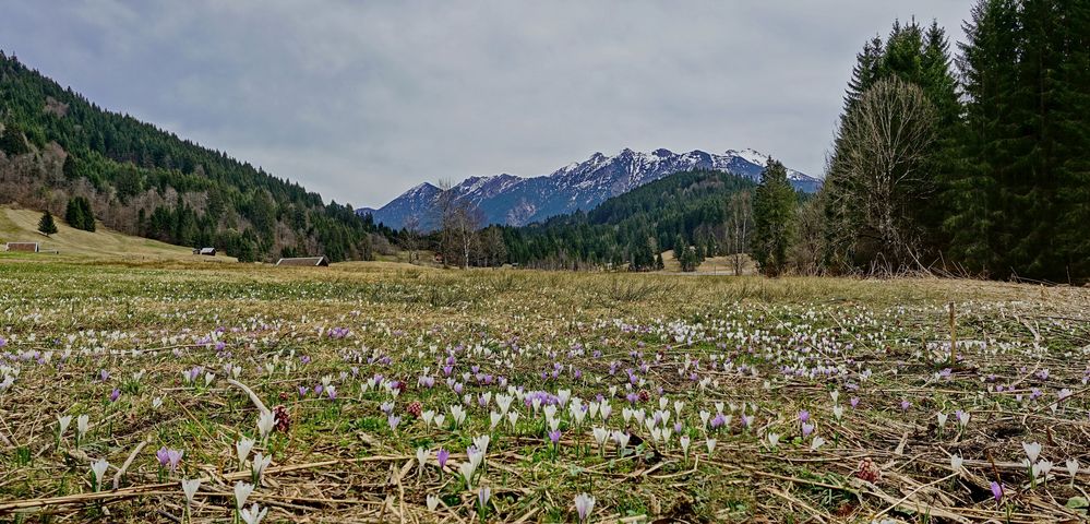 Spring explosion...