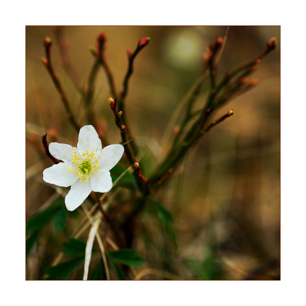 Spring Feeling - Frühlingsgefühl