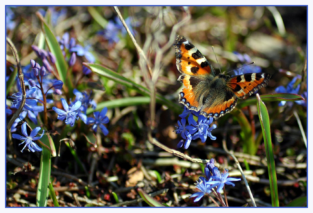 Spring feeling - Frühlingsgefühle