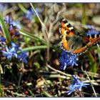 Spring feeling - Frühlingsgefühle