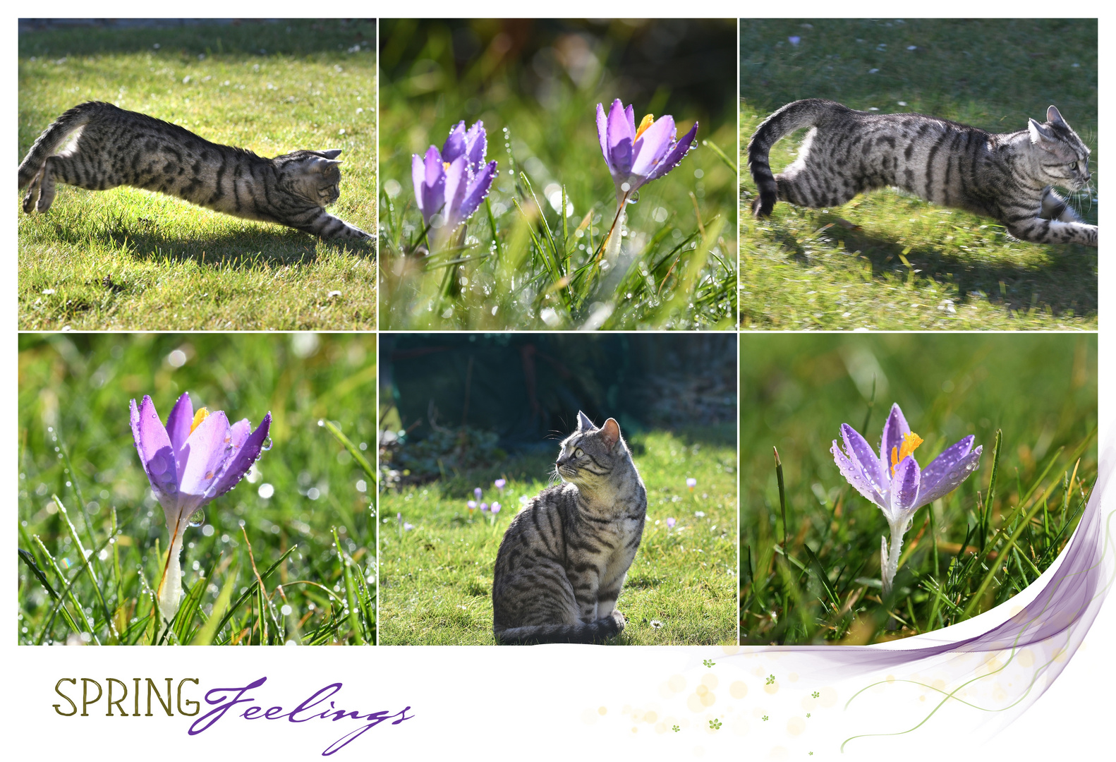 Spring Feelings Foto & Bild frühling, katze, krokus Bilder auf