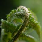 spring fern