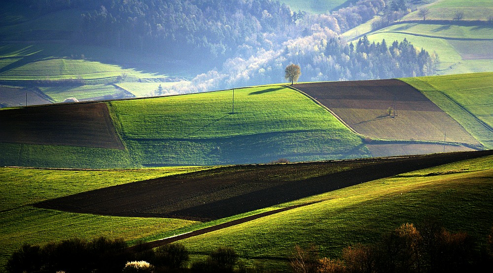 Spring field