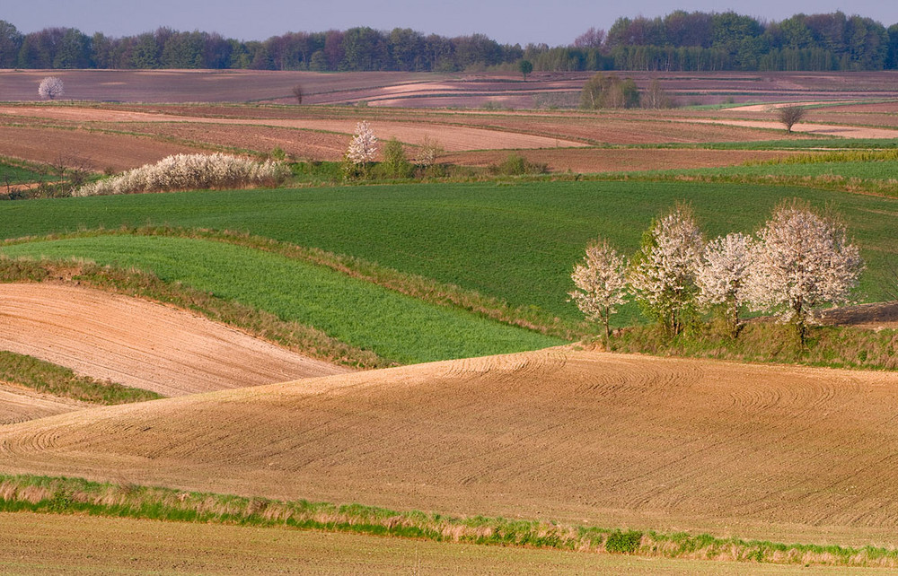 Spring Fields