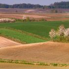 Spring Fields