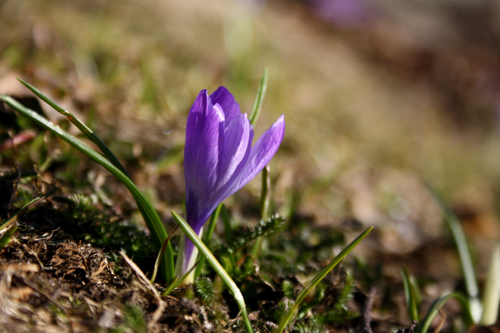 Spring flower