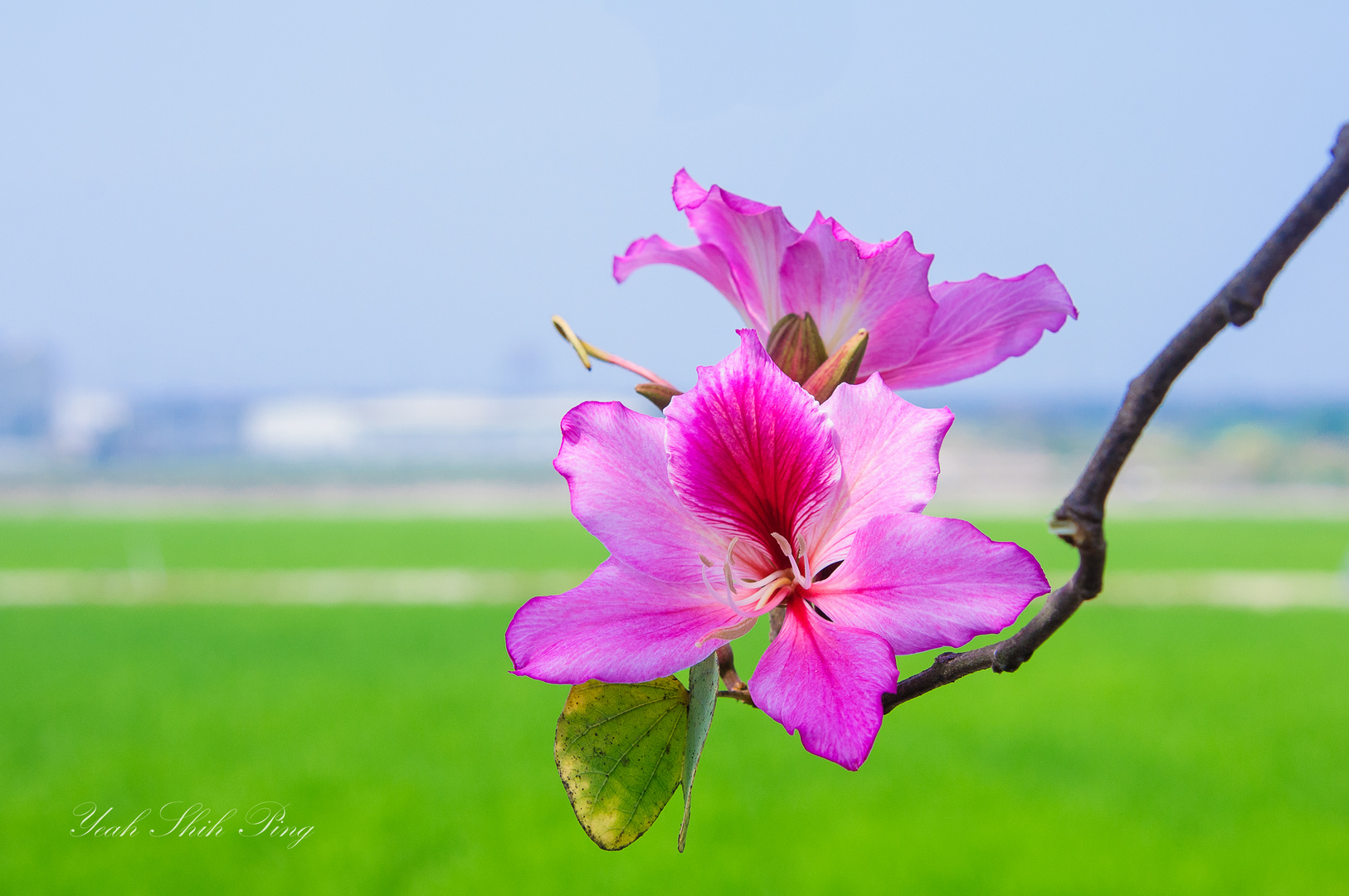 Spring flower