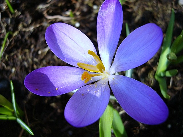 spring flower