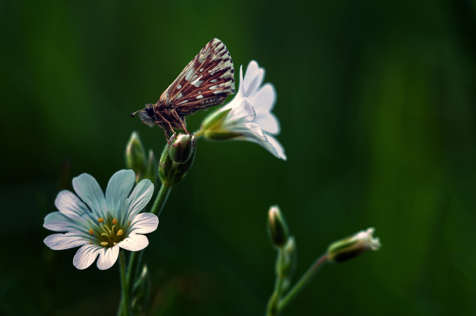 Spring Flower