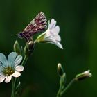 Spring Flower