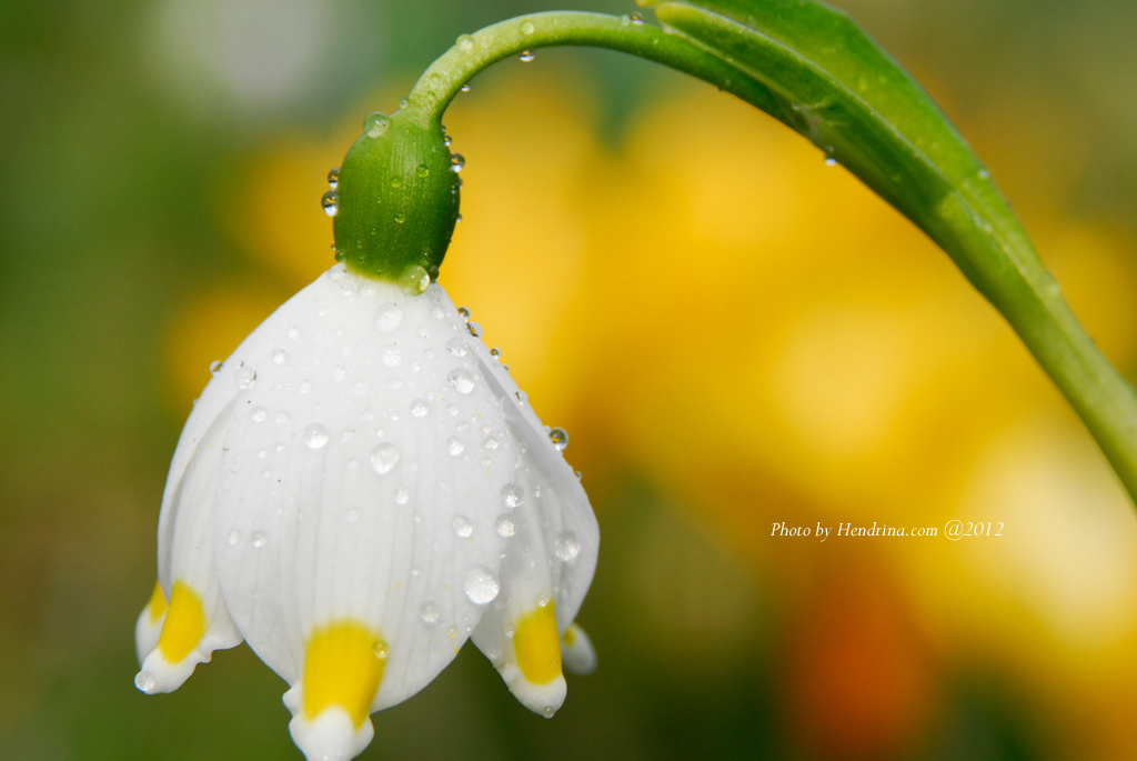 Spring Flower