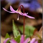 Spring flower