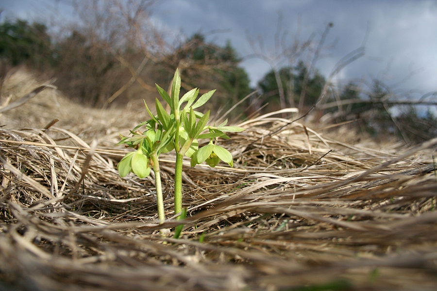 spring flower