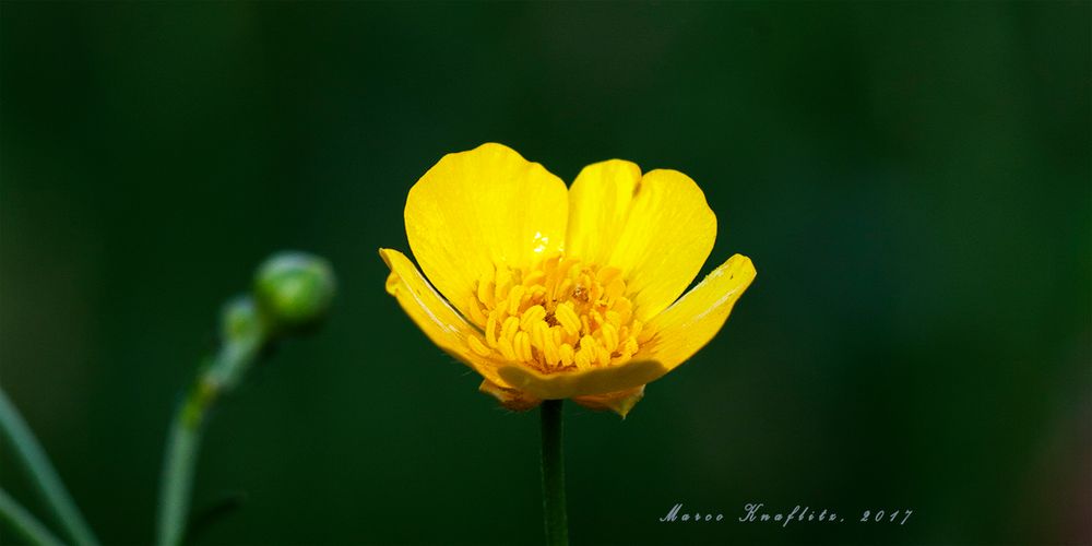 Spring flower in a meadow