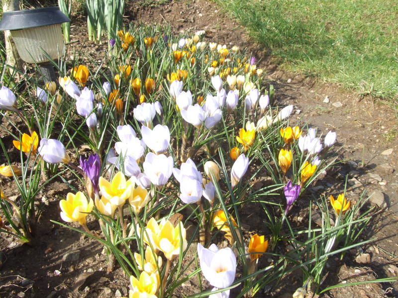 spring flowers