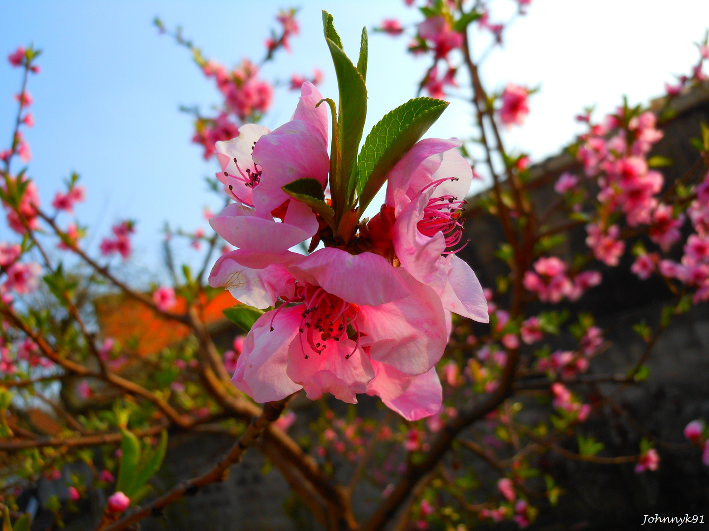 Spring flowers