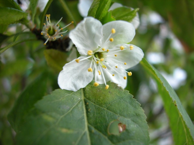 spring flowers