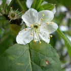 spring flowers