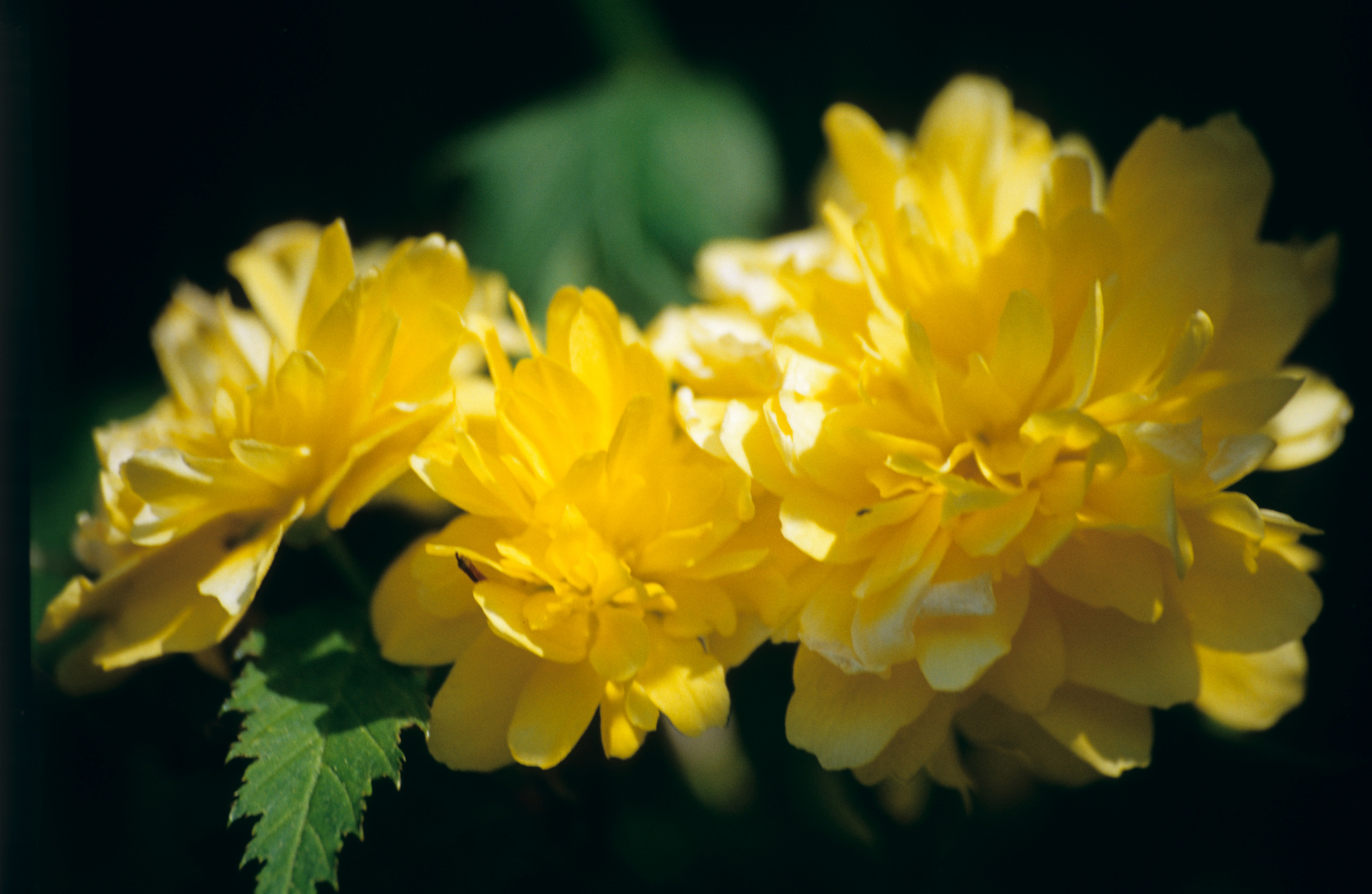 Spring Flowers