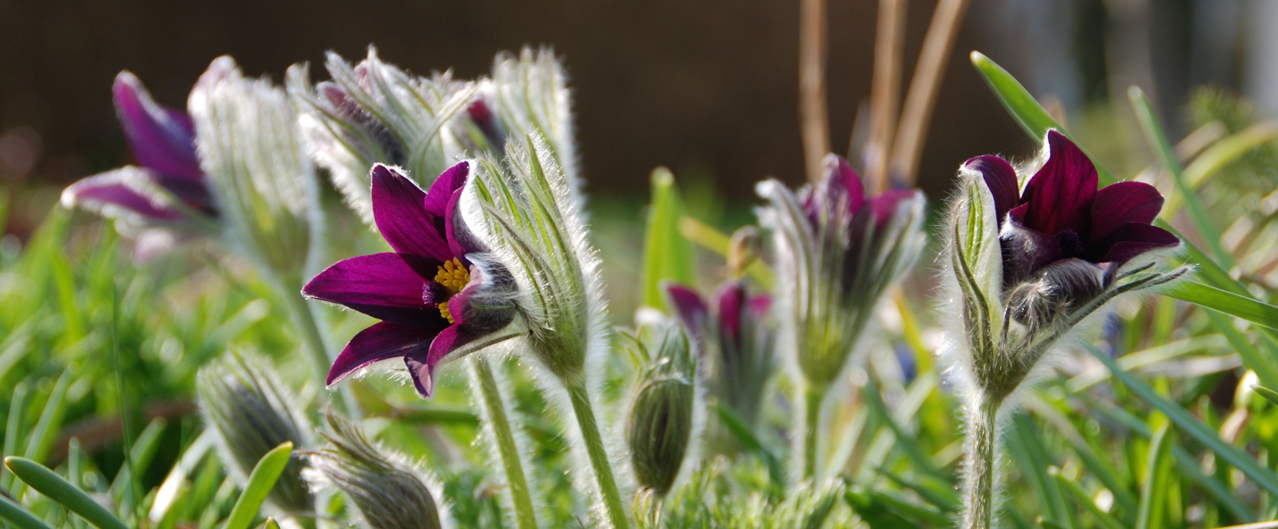 Spring Flowers