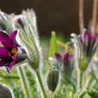 Spring Flowers