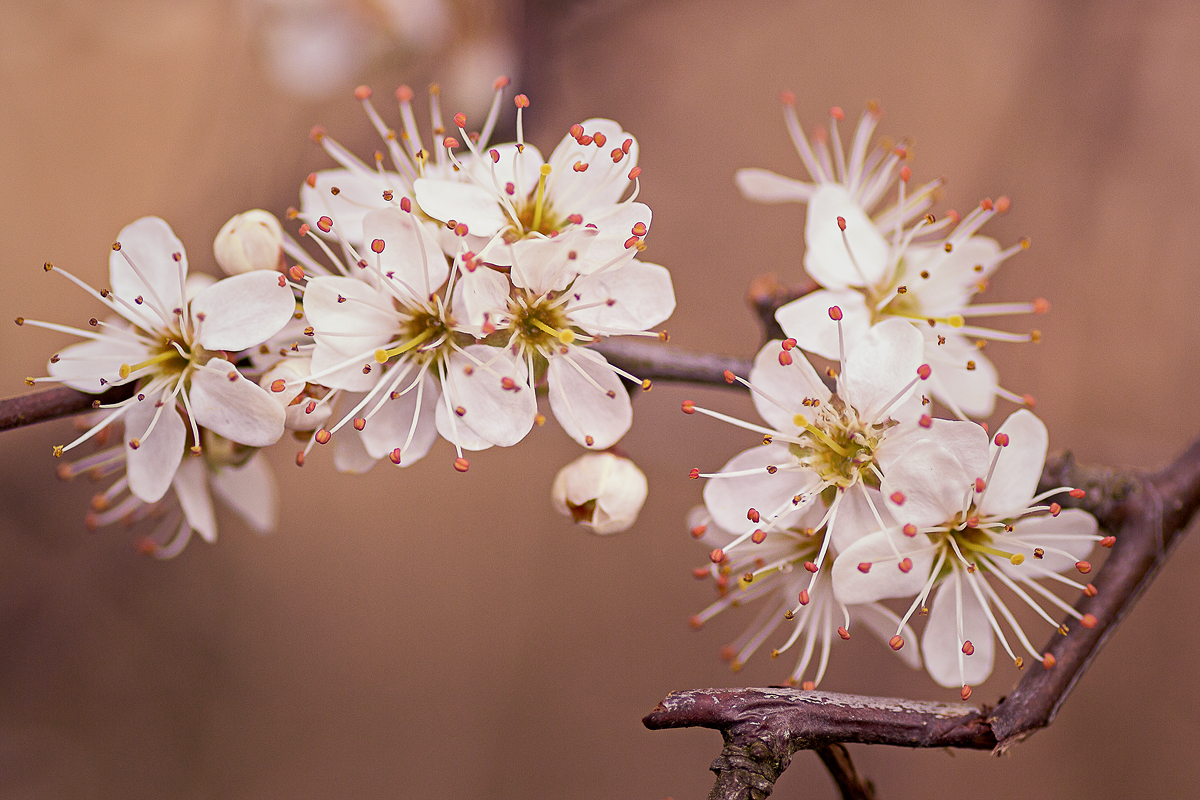 Spring flowers