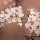 Spring flowers