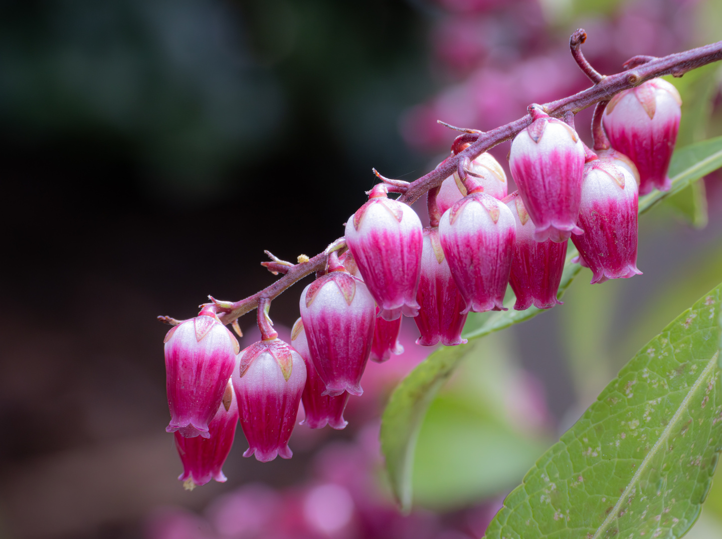 Spring flowers