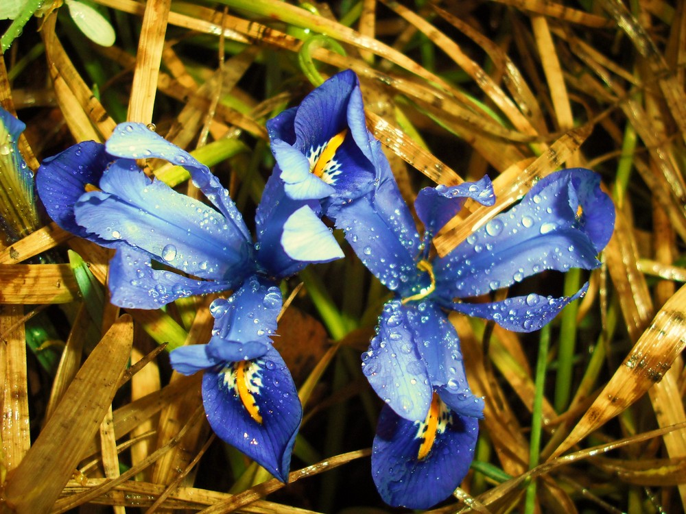 Spring Flowers