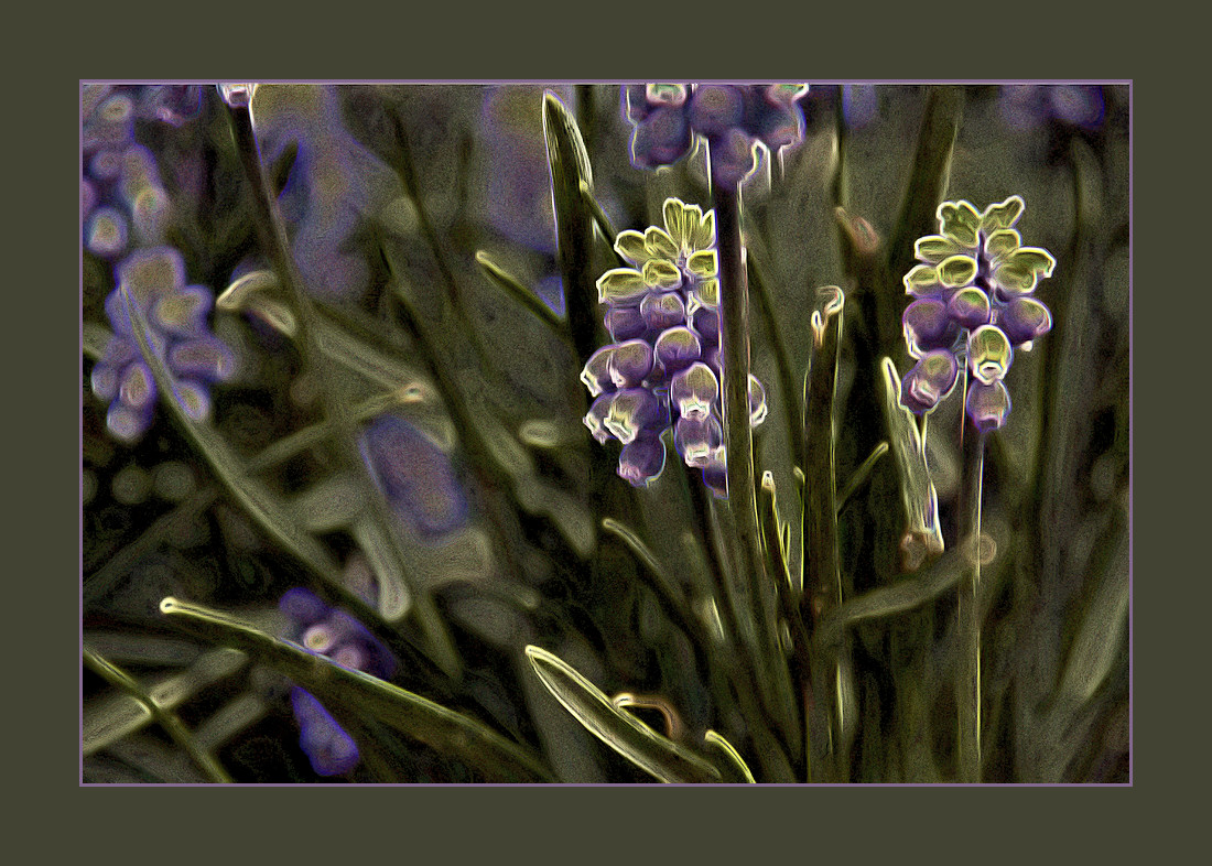 Spring Flowers