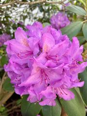 Spring Flowers