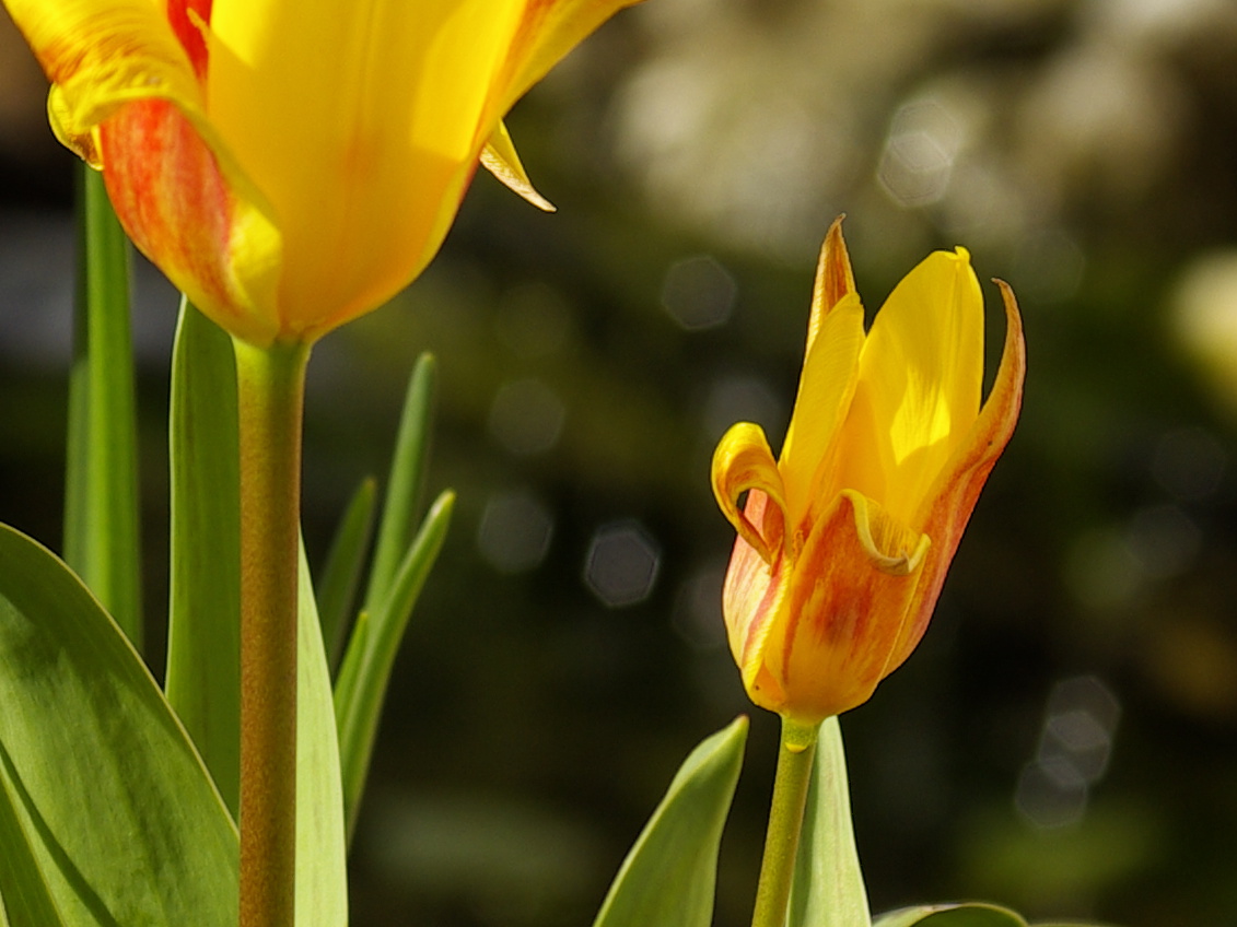 Spring flowers