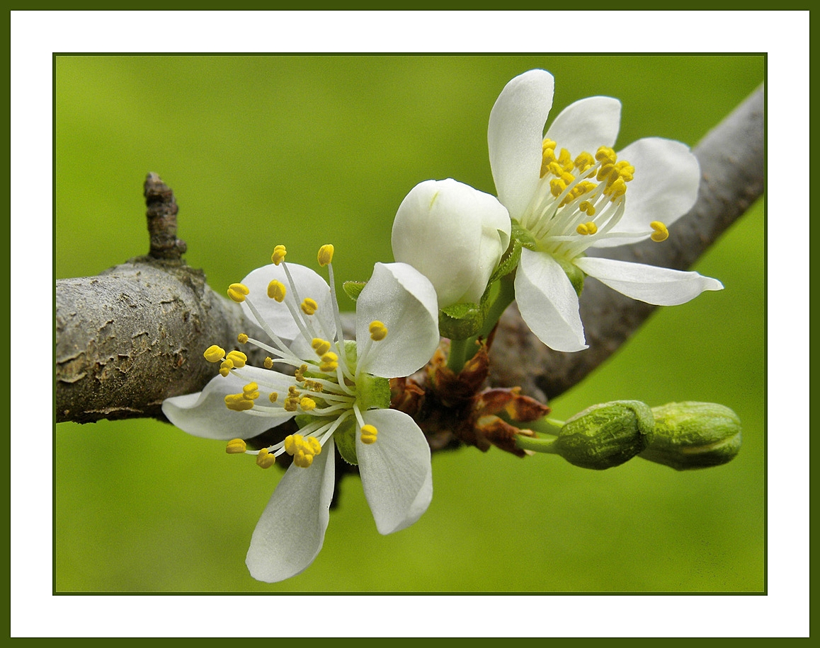 Spring Flowers