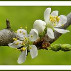 Spring Flowers