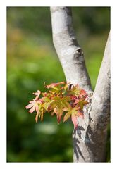 Spring foliage-2