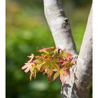 Spring foliage-2