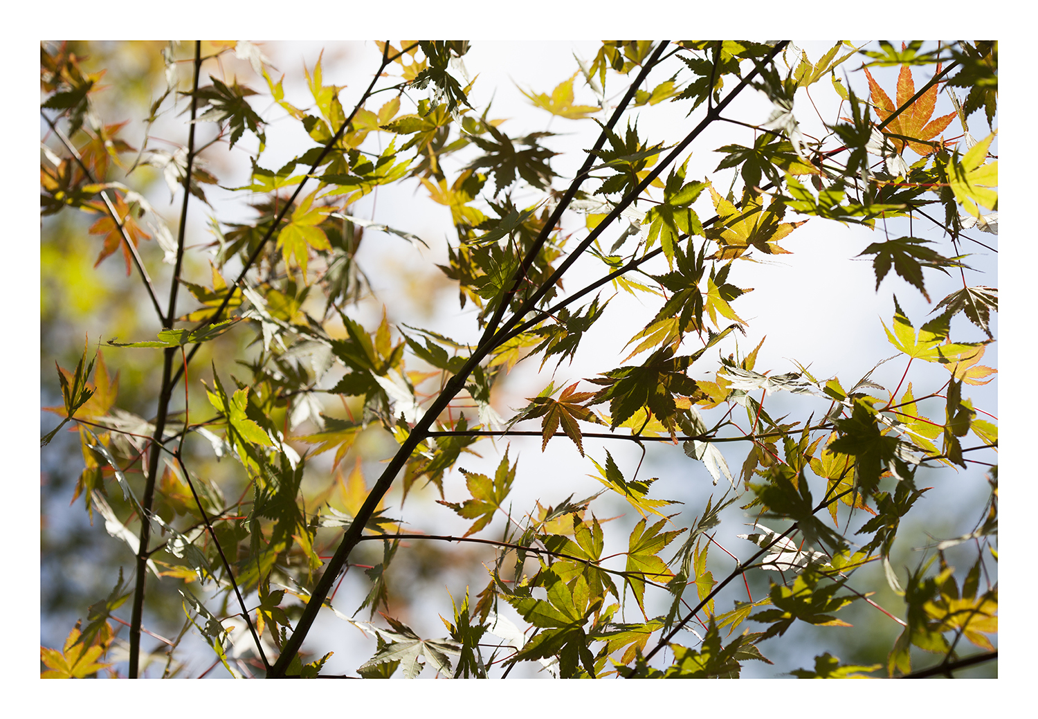 Spring foliage