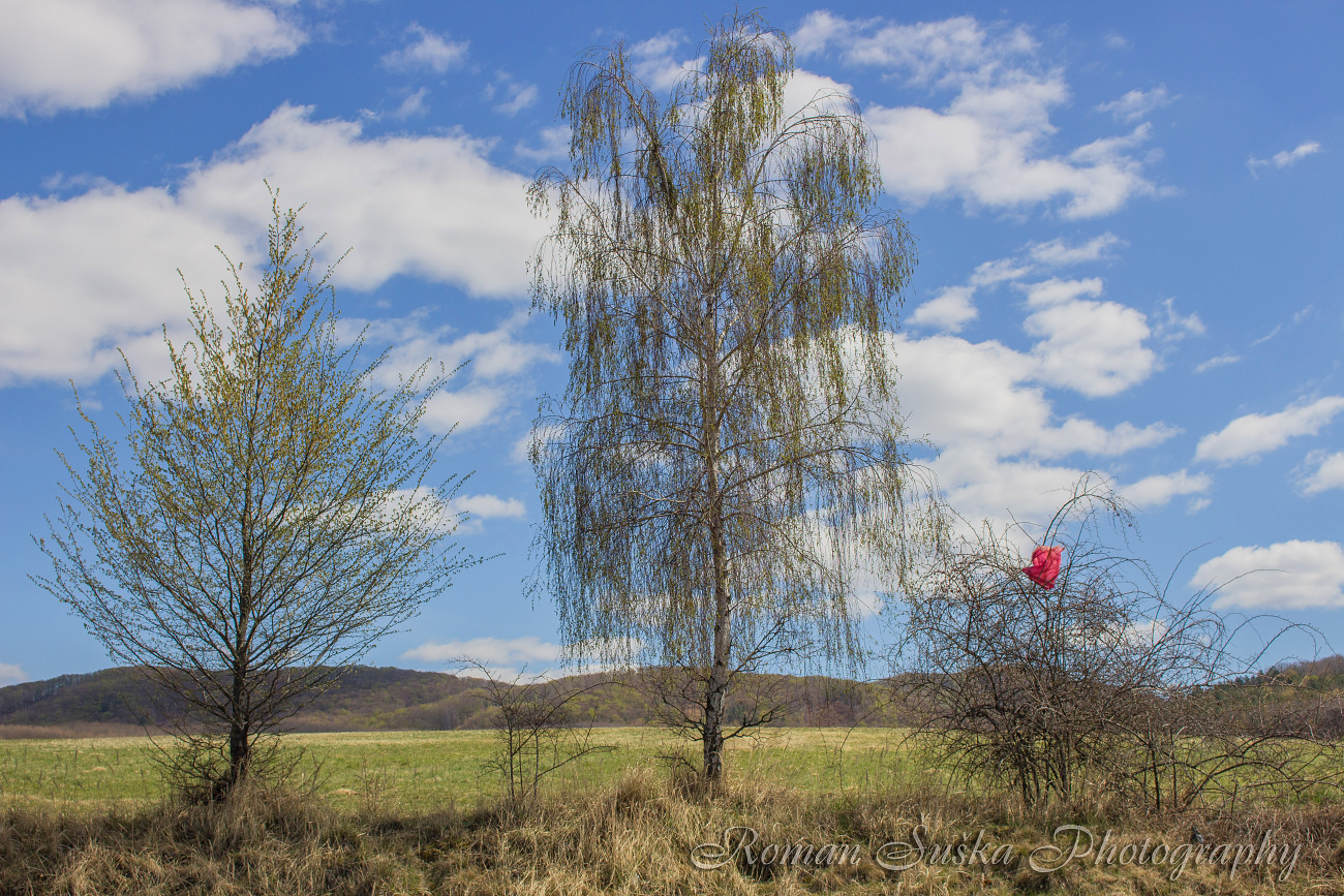 Spring from the walk - SK