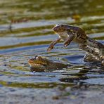 Spring - Frosch