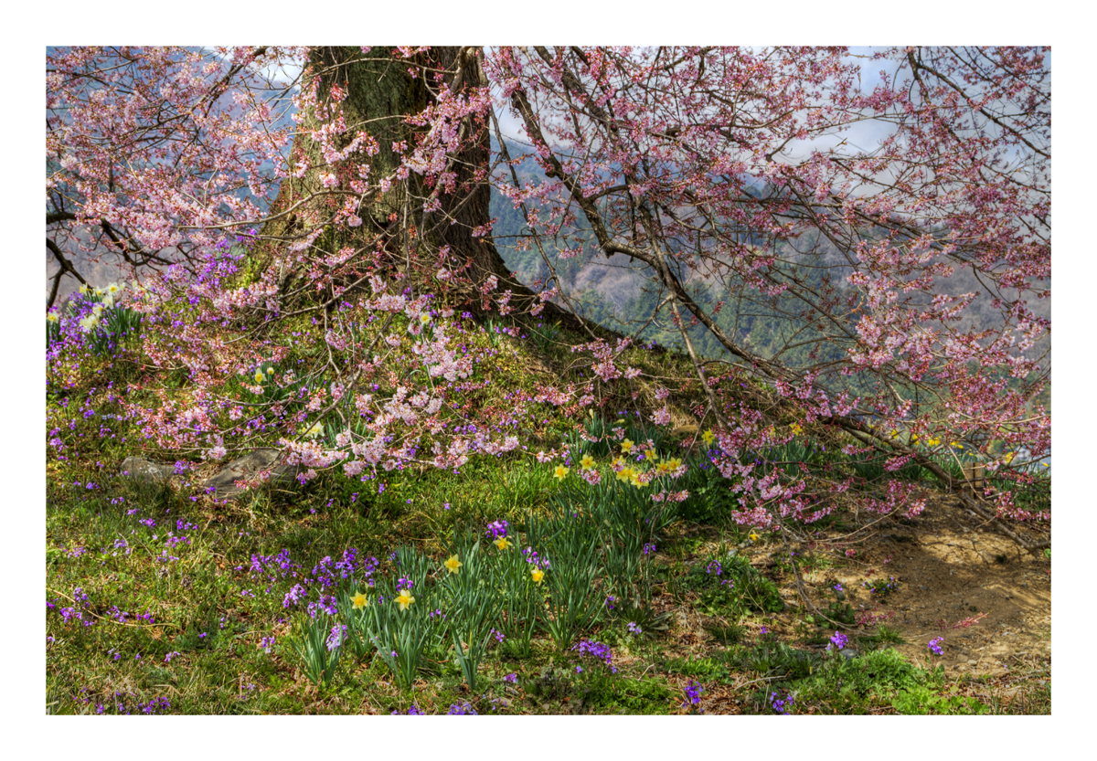 Spring full bloom