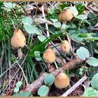 Spring Fungi Group