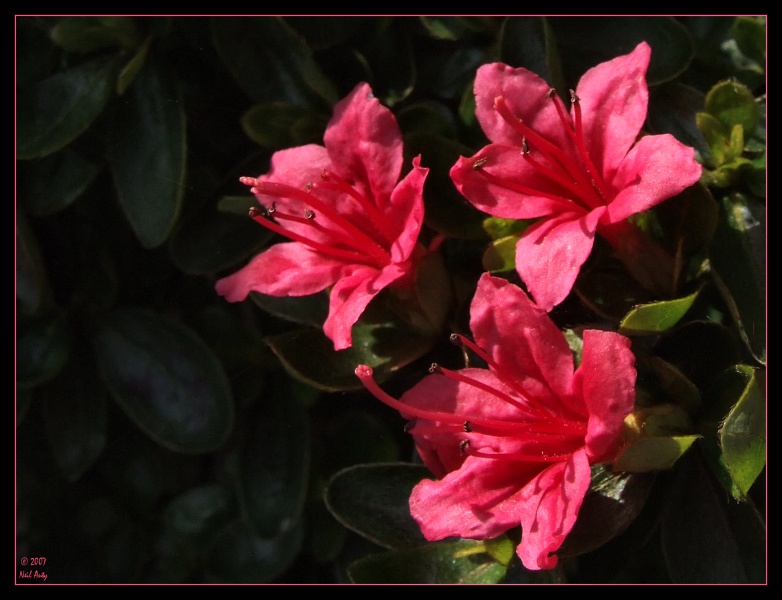 Spring garden pinks