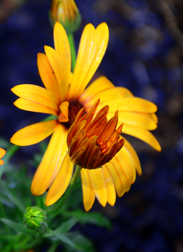 Spring Gardening