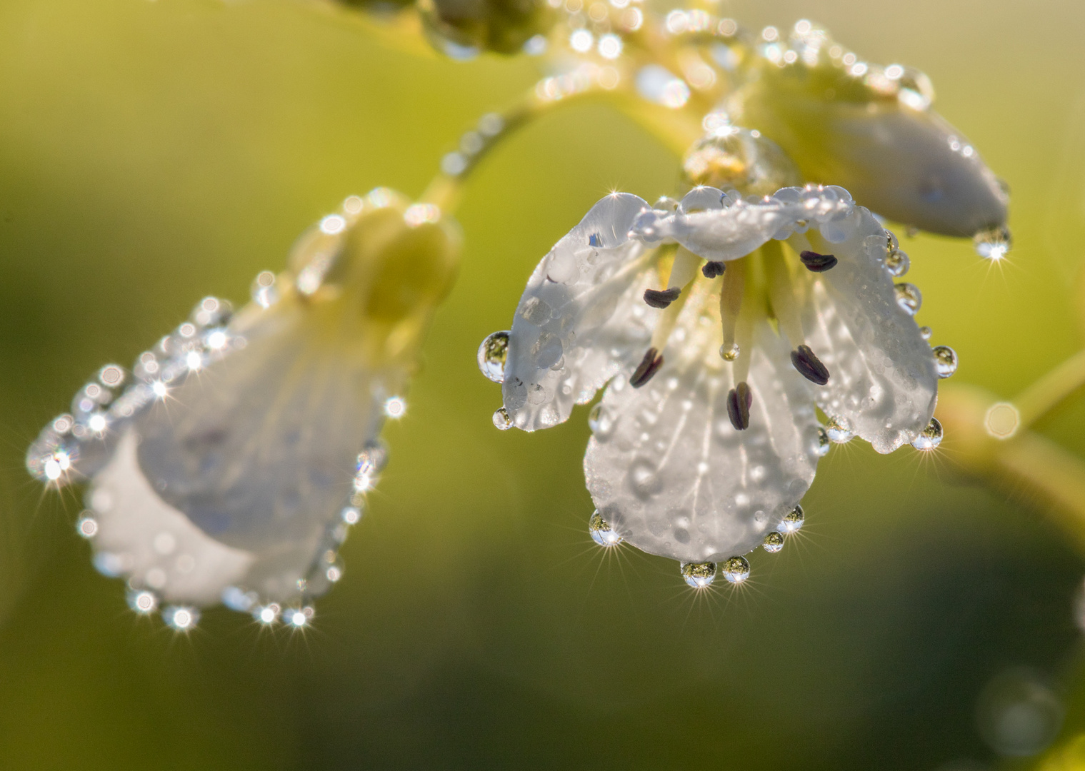 Spring ghosts