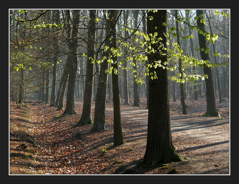 Spring green (Ulvenhoutsebos, Ulvenhout)