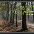 Spring green (Ulvenhoutsebos, Ulvenhout)