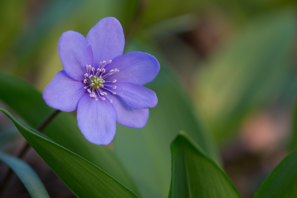 Spring greetings