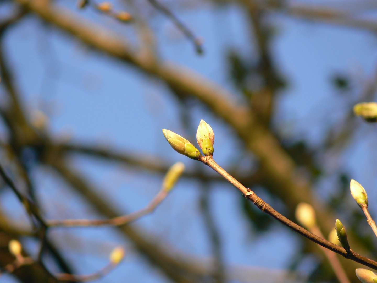 Spring has arrived in Cornwall